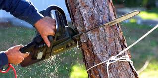 Professional Tree Removal and Landscaping Services in Loughman, FL